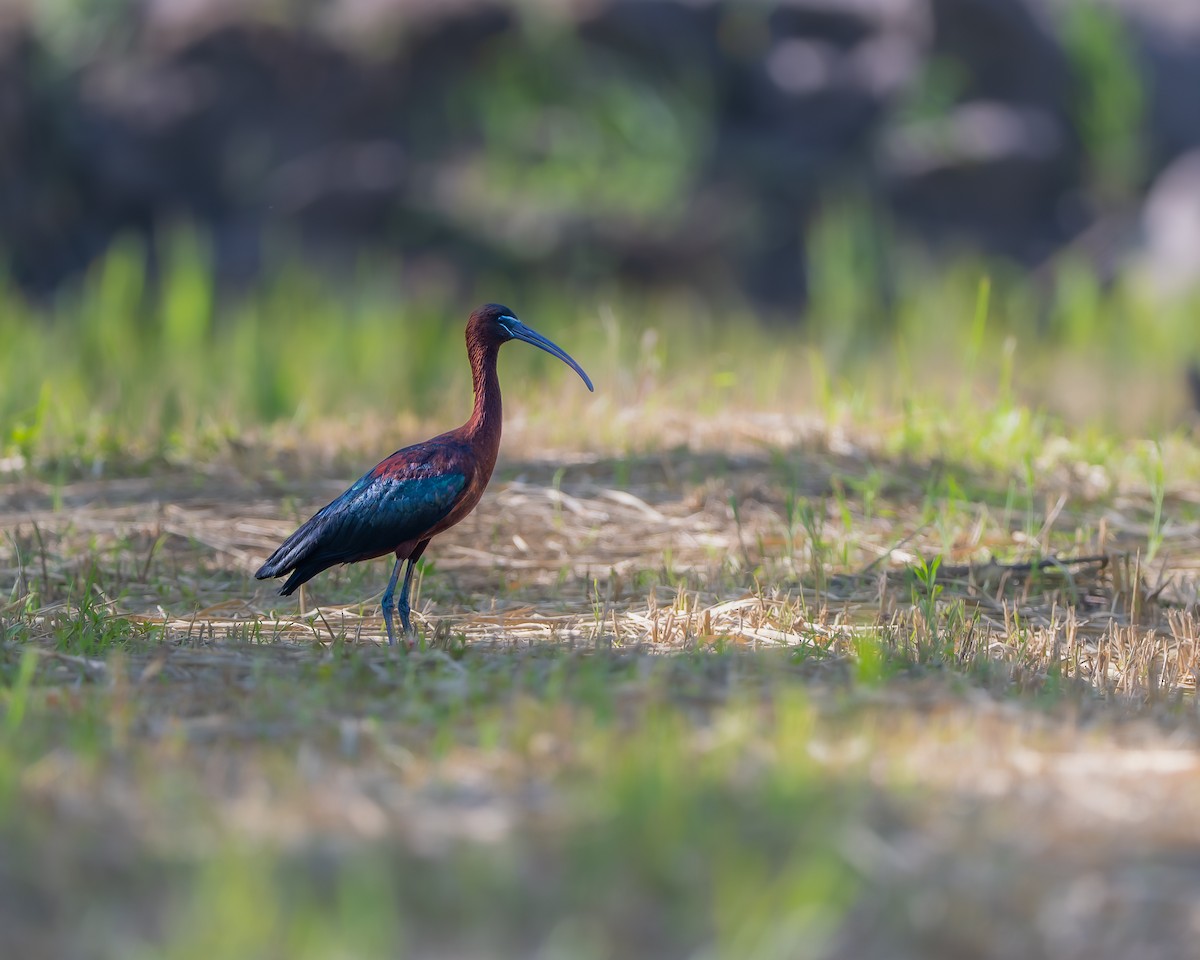 Glossy Ibis - ML635414633