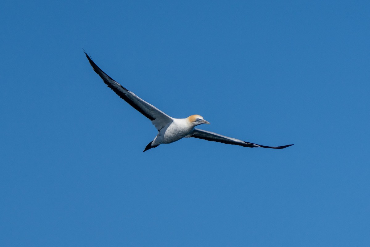 Australasian Gannet - ML635414653