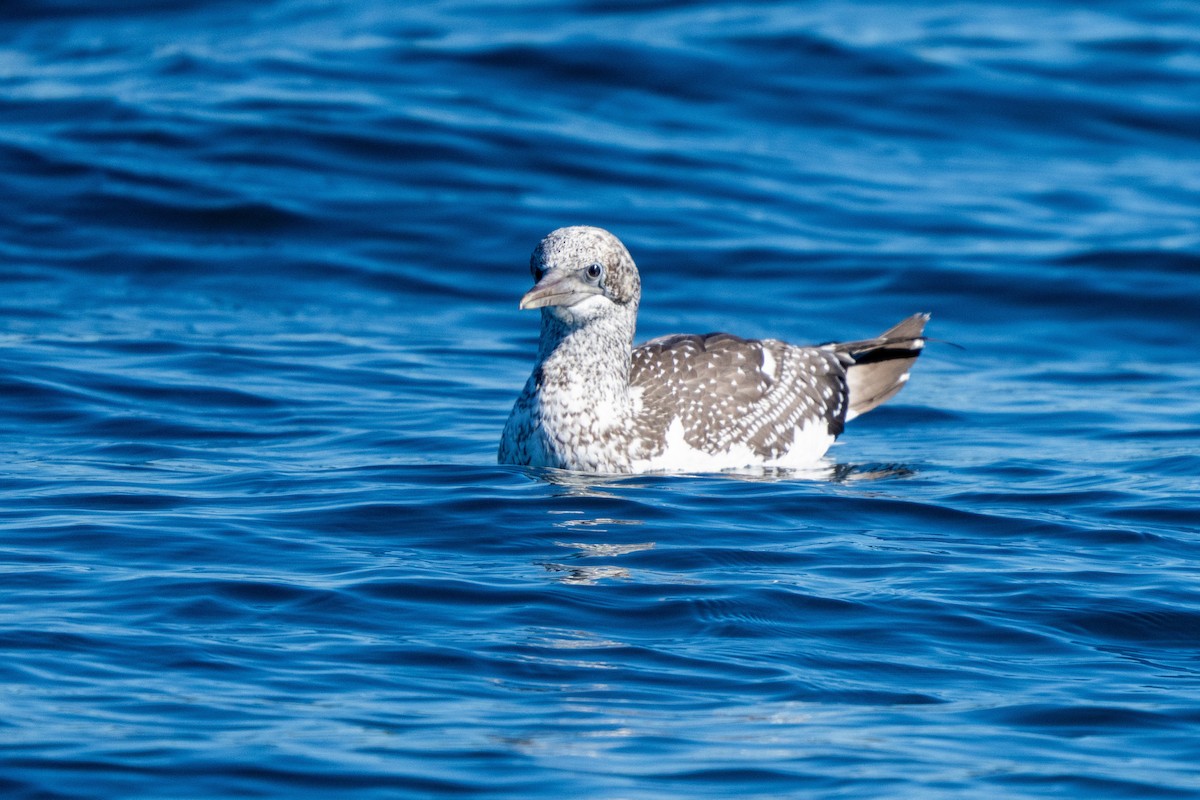 Australasian Gannet - ML635414654