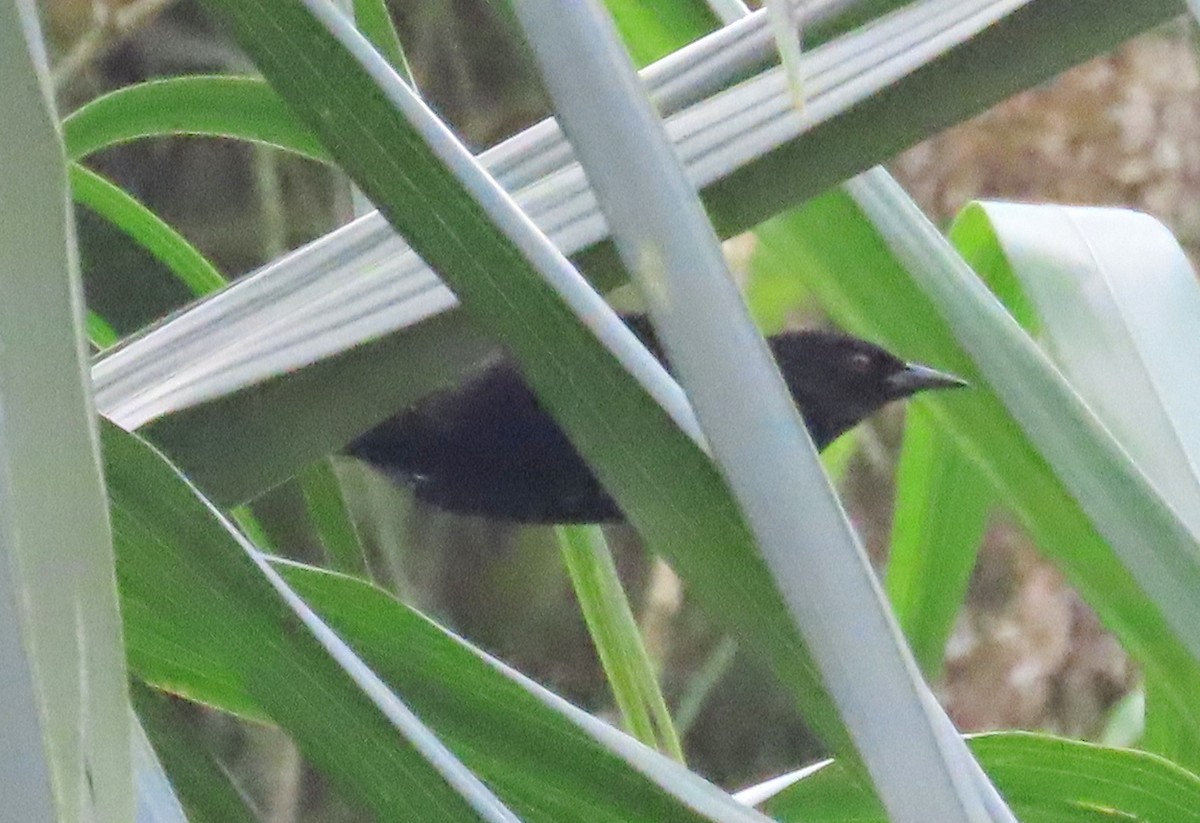 Variable Oriole - ML635414682