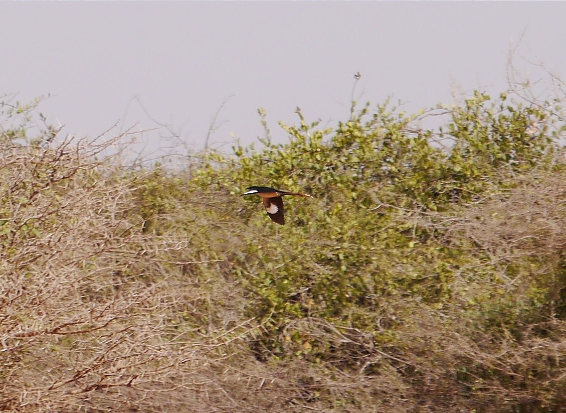 Pied Cuckoo - ML635414686