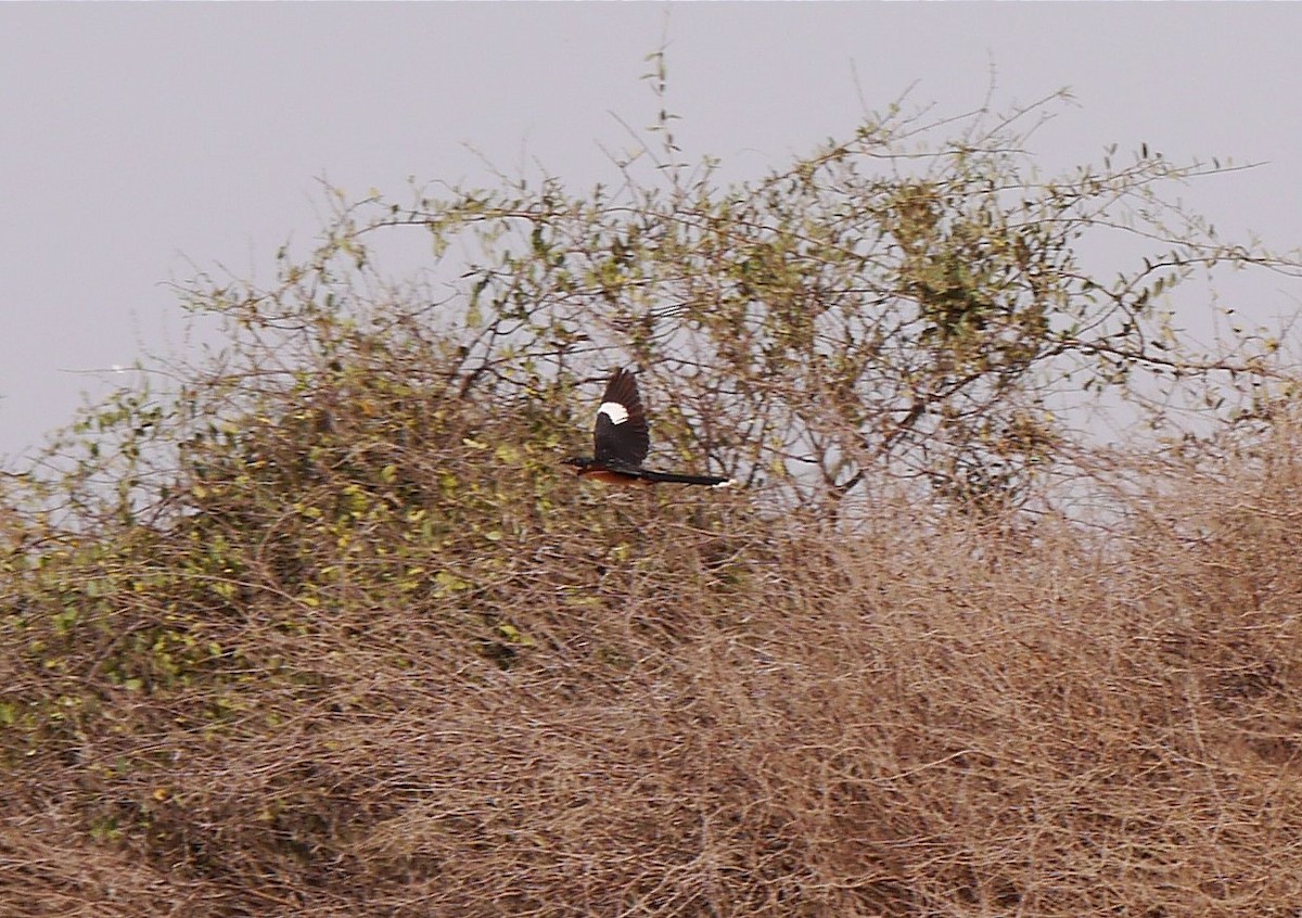 Pied Cuckoo - ML635414687