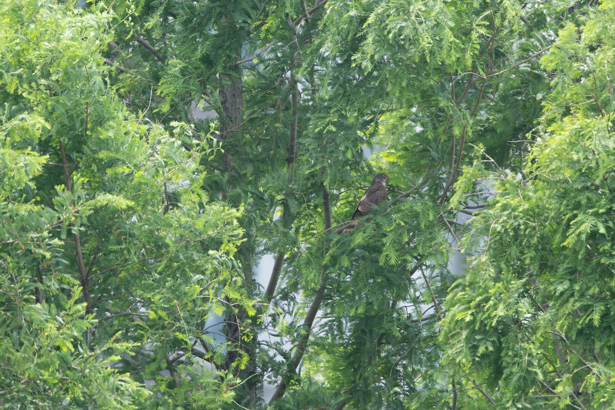 Large Hawk-Cuckoo - ML635414703