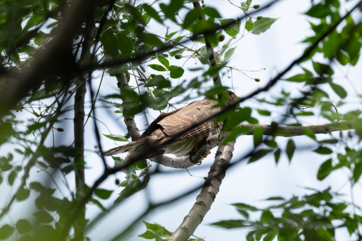 Large Hawk-Cuckoo - ML635414704