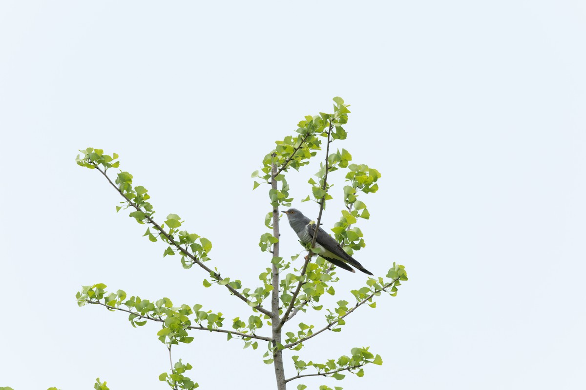 Common Cuckoo - ML635414706