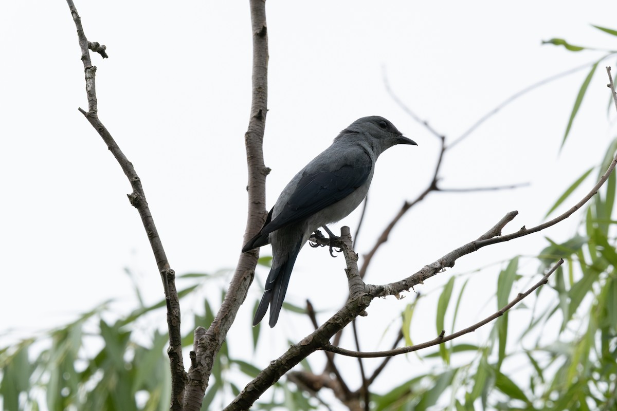 Black-winged Cuckooshrike - ML635414717