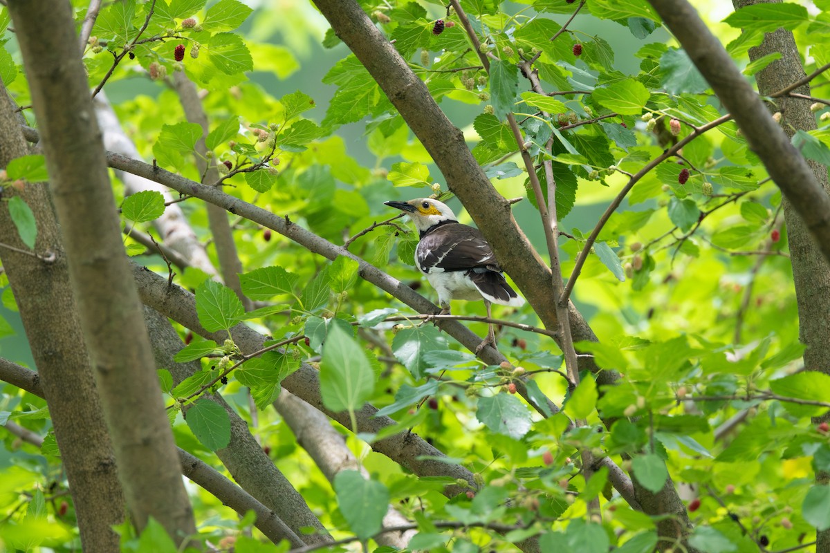 Black-collared Starling - ML635414720