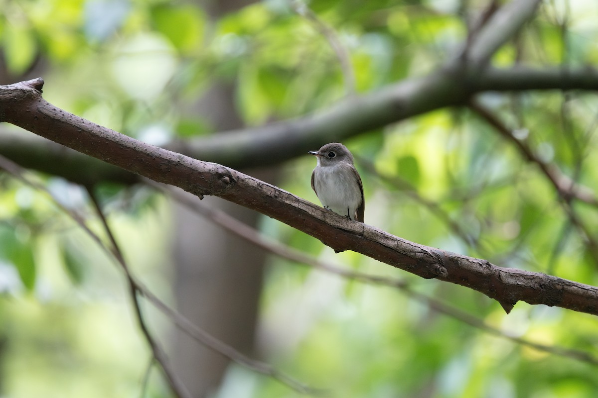 Asian Brown Flycatcher - ML635414721