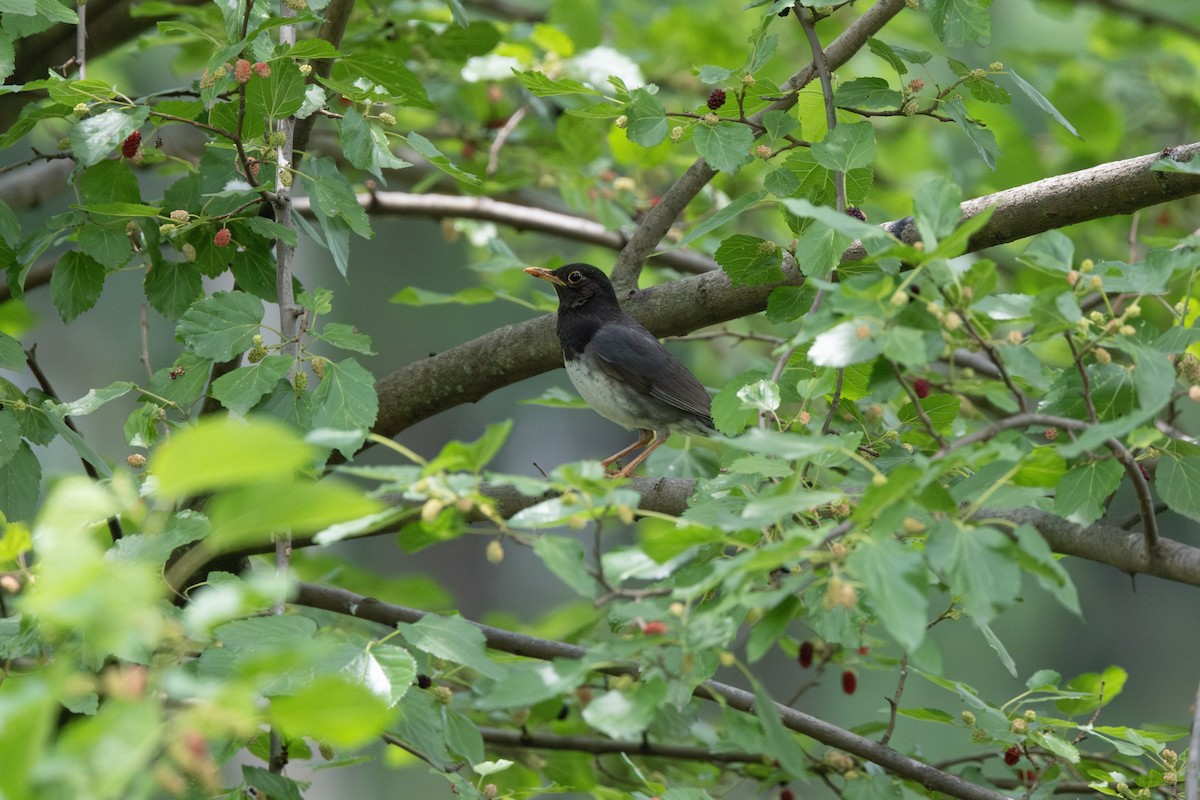 Japanese Thrush - ML635414723
