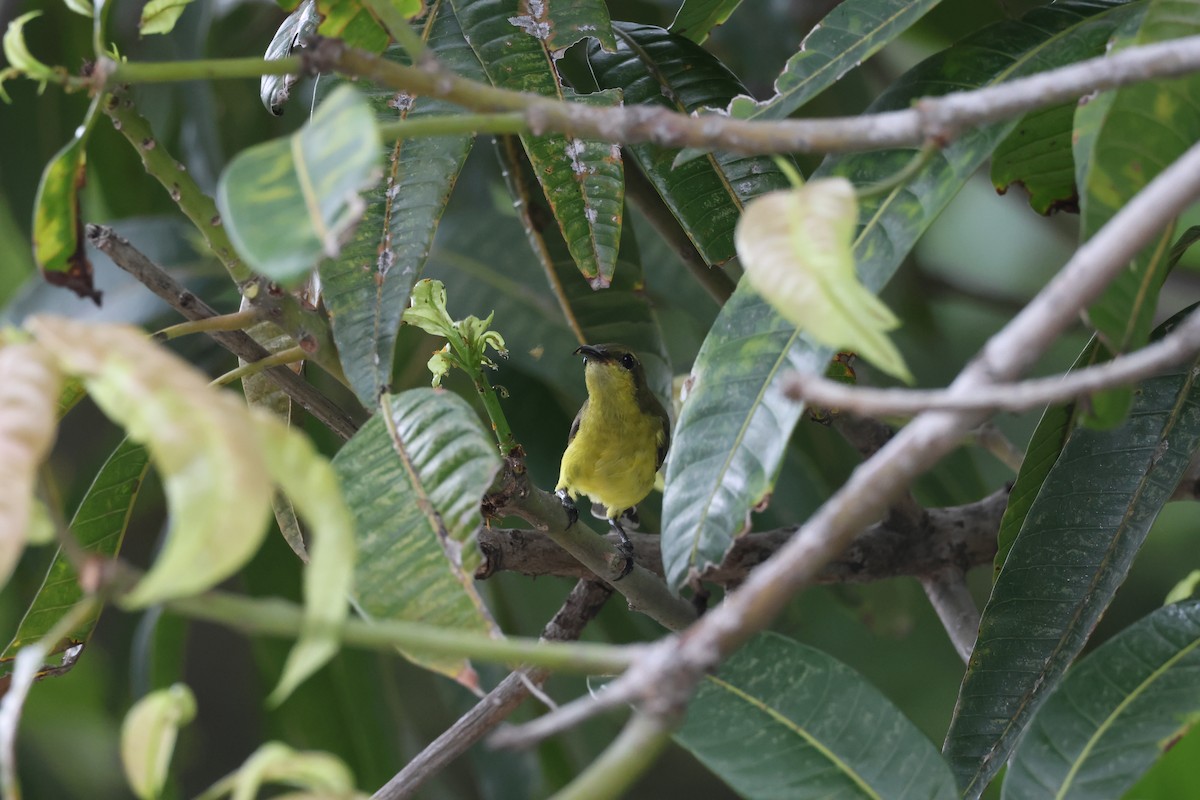 Ornate Sunbird (Ornate) - ML635414734