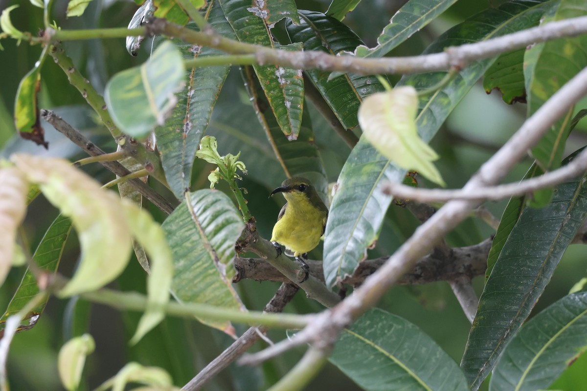 Ornate Sunbird (Ornate) - ML635414735