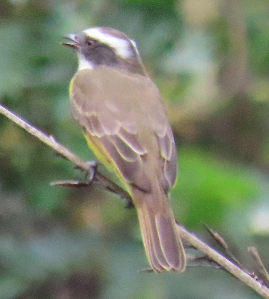 Social Flycatcher - ML635414792