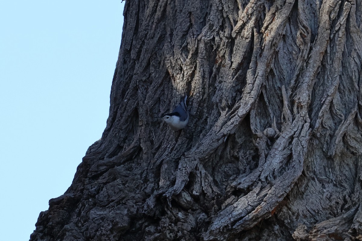 White-breasted Nuthatch - ML635414811