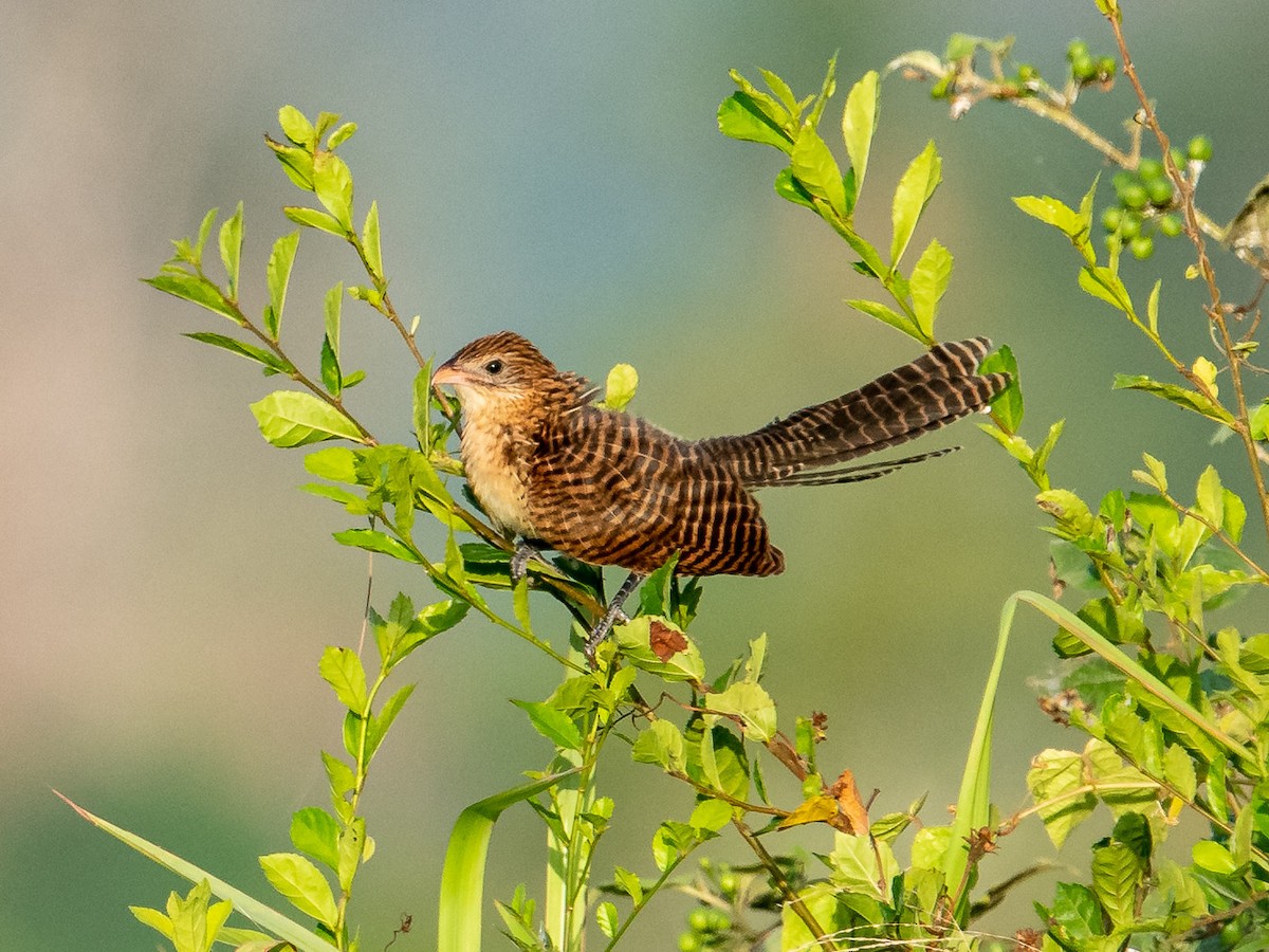 Lesser Coucal - ML635414884