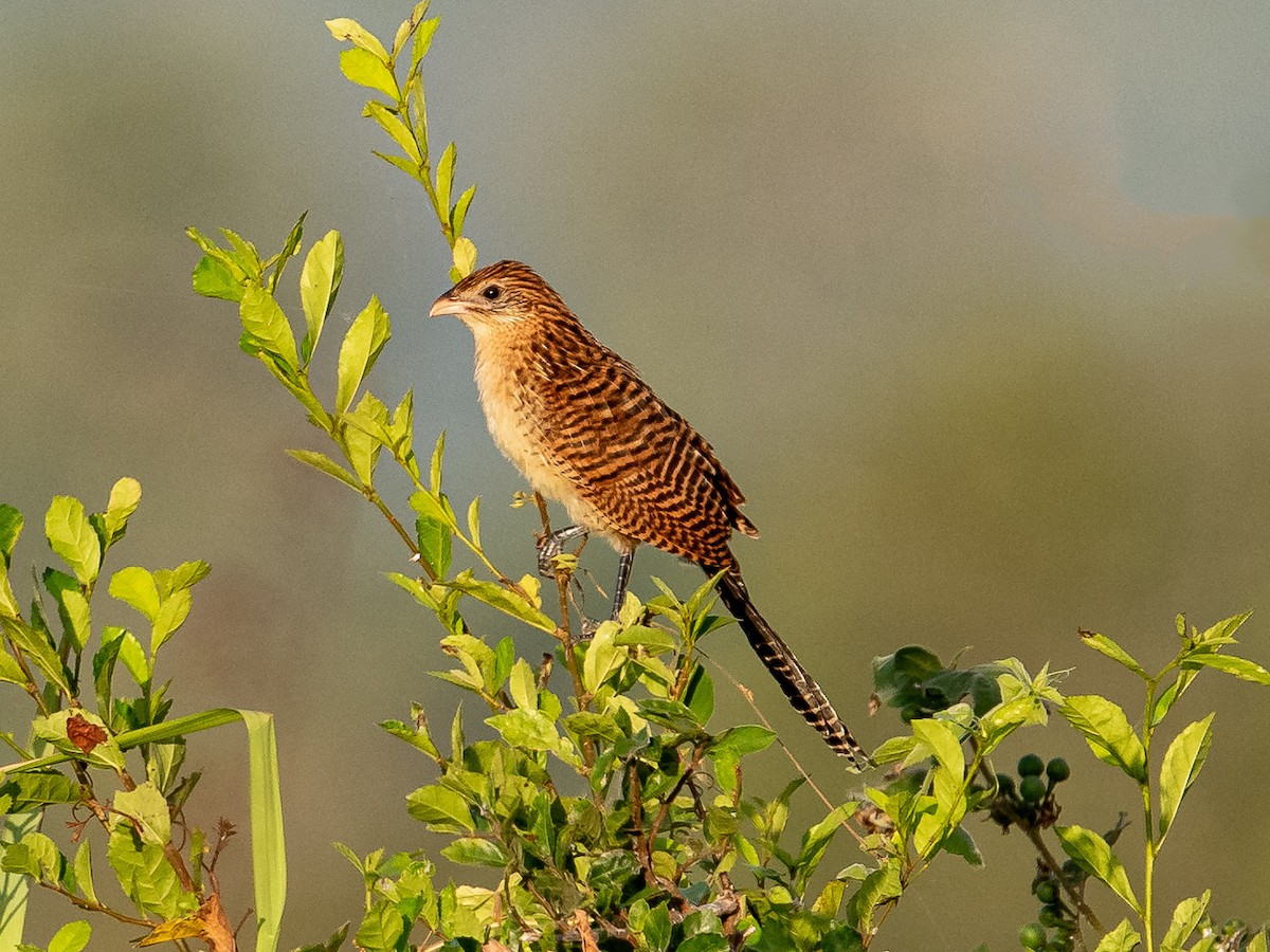 Lesser Coucal - ML635414885