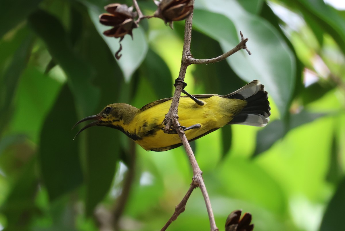 Ornate Sunbird (Ornate) - ML635414903
