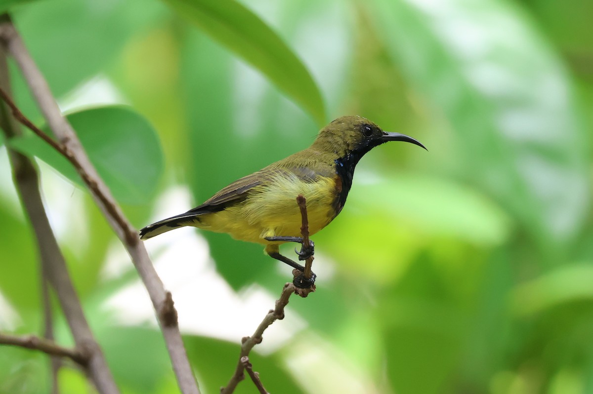 Ornate Sunbird (Ornate) - ML635414904