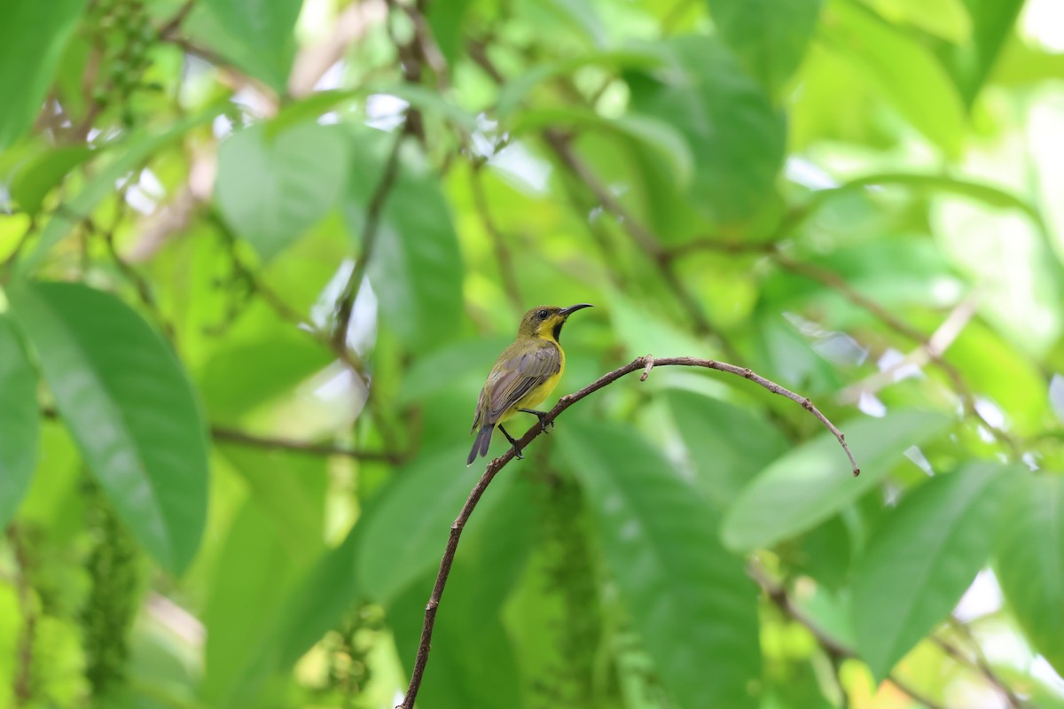 Ornate Sunbird (Ornate) - ML635414948