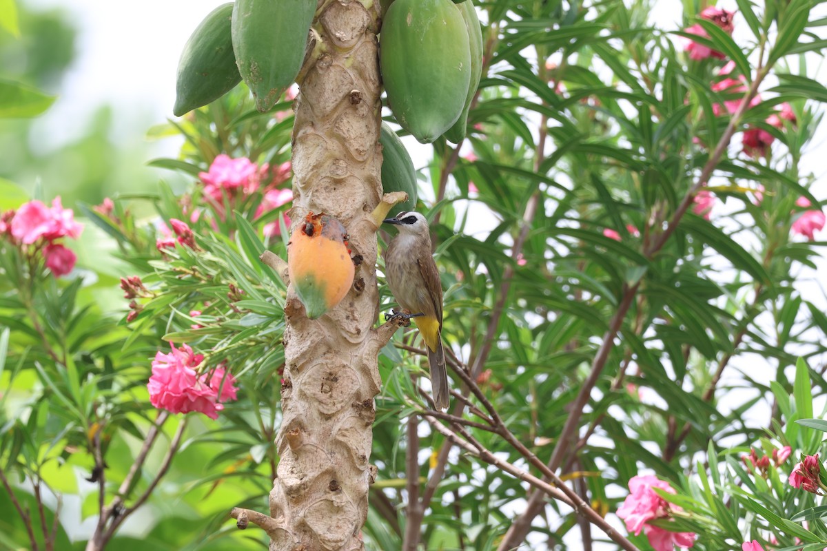 Yellow-vented Bulbul (Sunda) - ML635415013