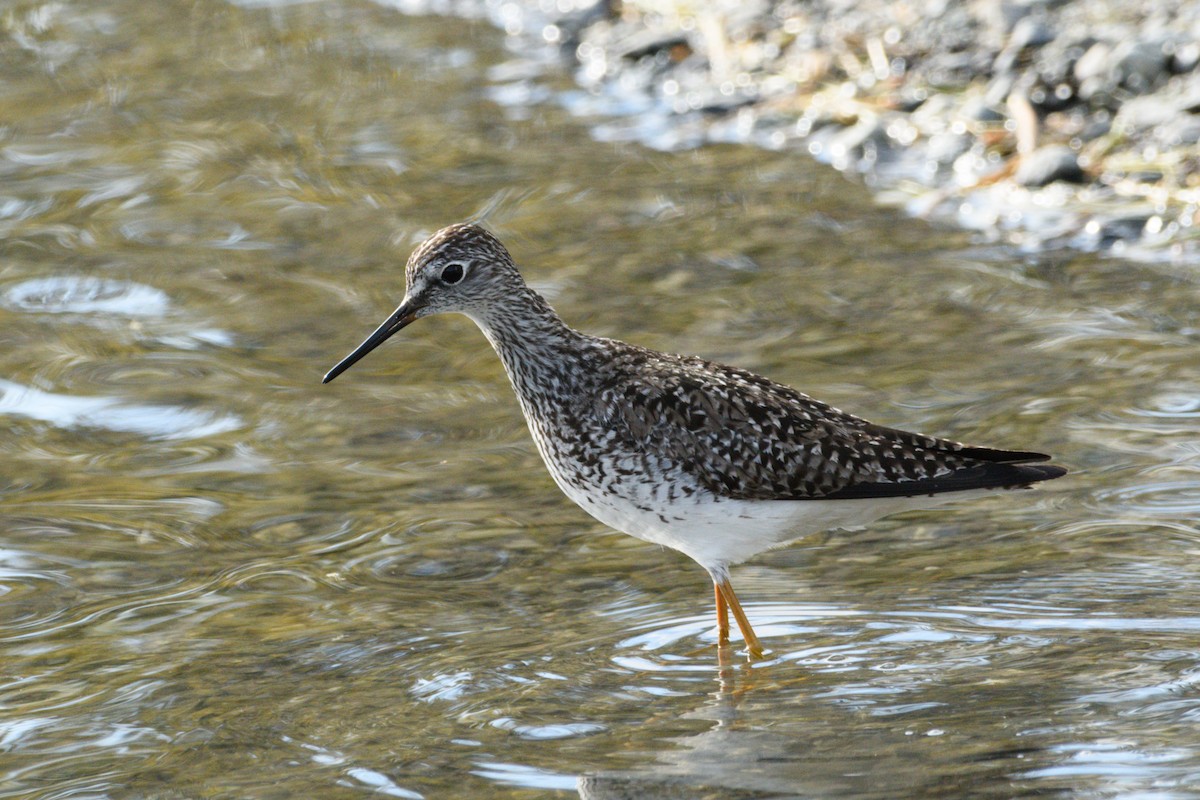 Lesser Yellowlegs - ML635415048