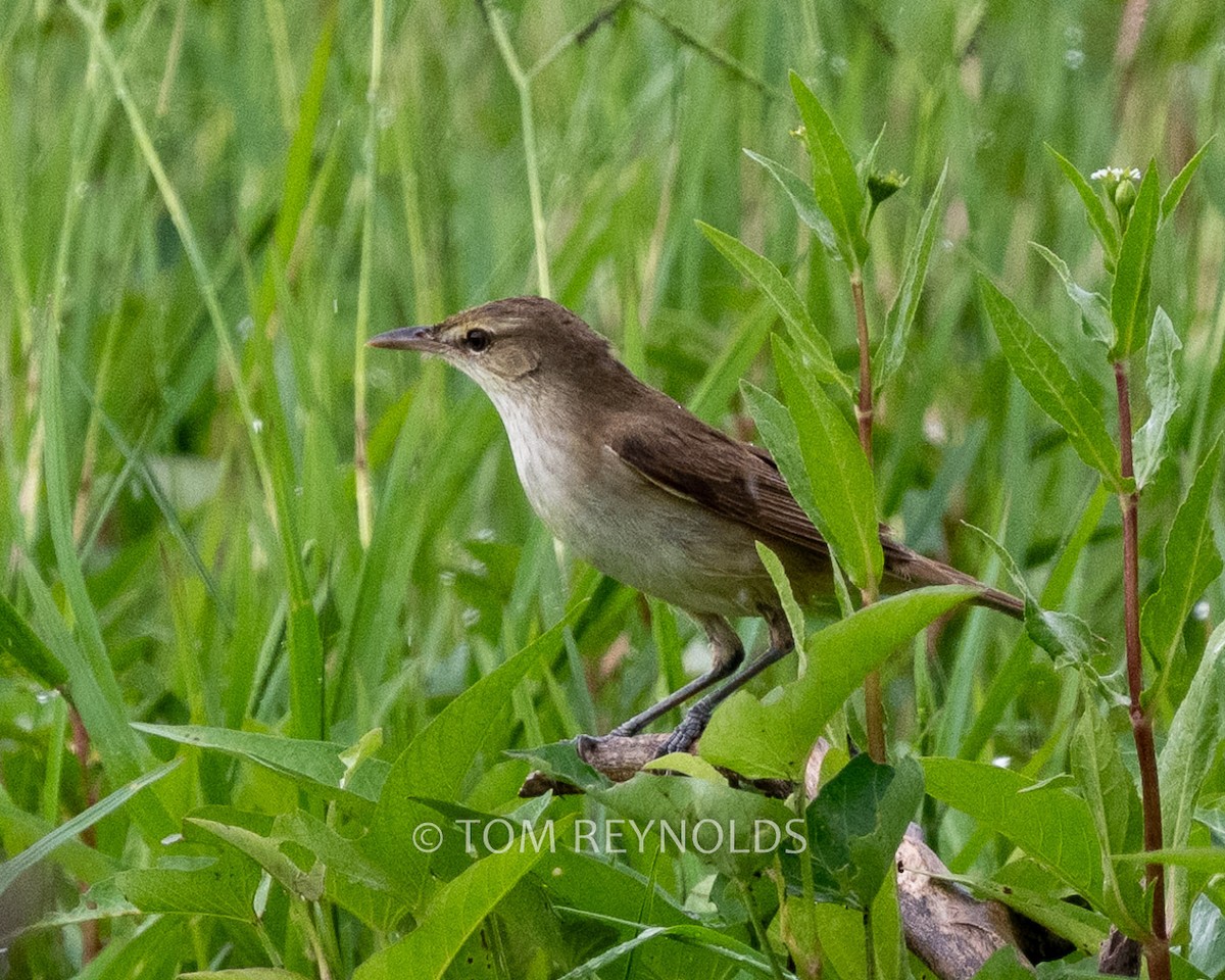 Oriental Reed Warbler - ML635415057