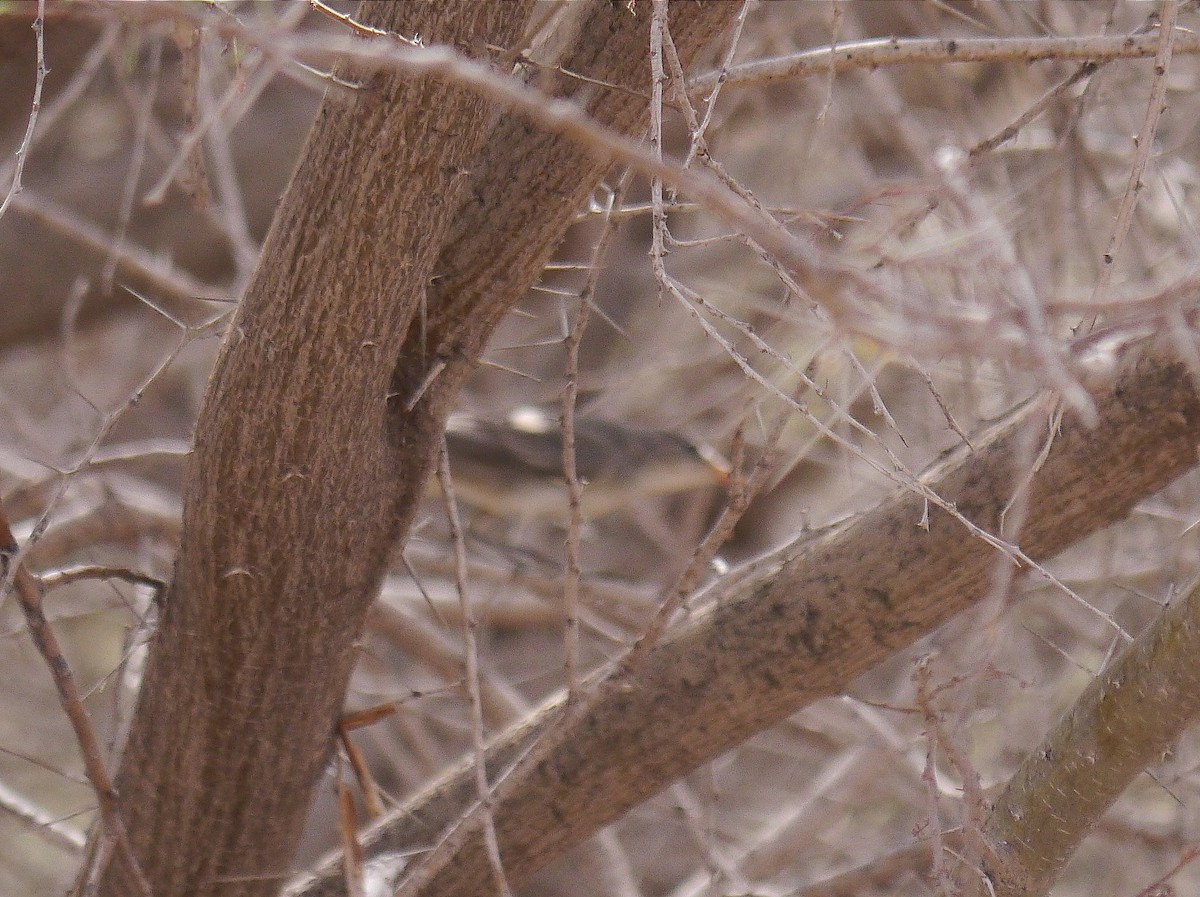 Olive-tree Warbler - ML635415080