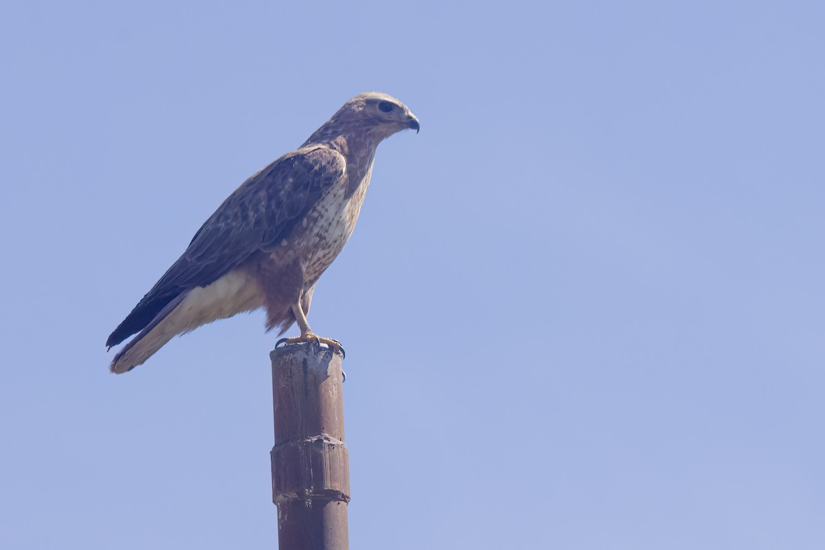 Long-legged Buzzard - ML635415089