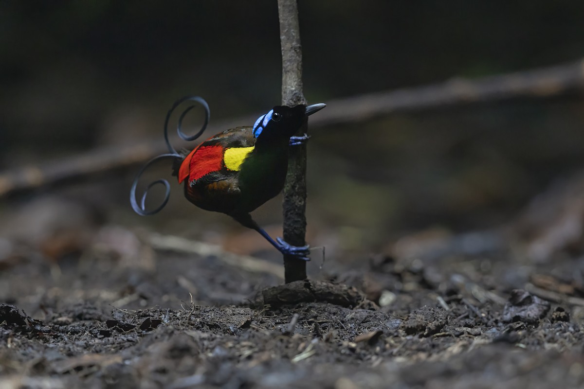 Wilson's Bird-of-Paradise - ML635415101