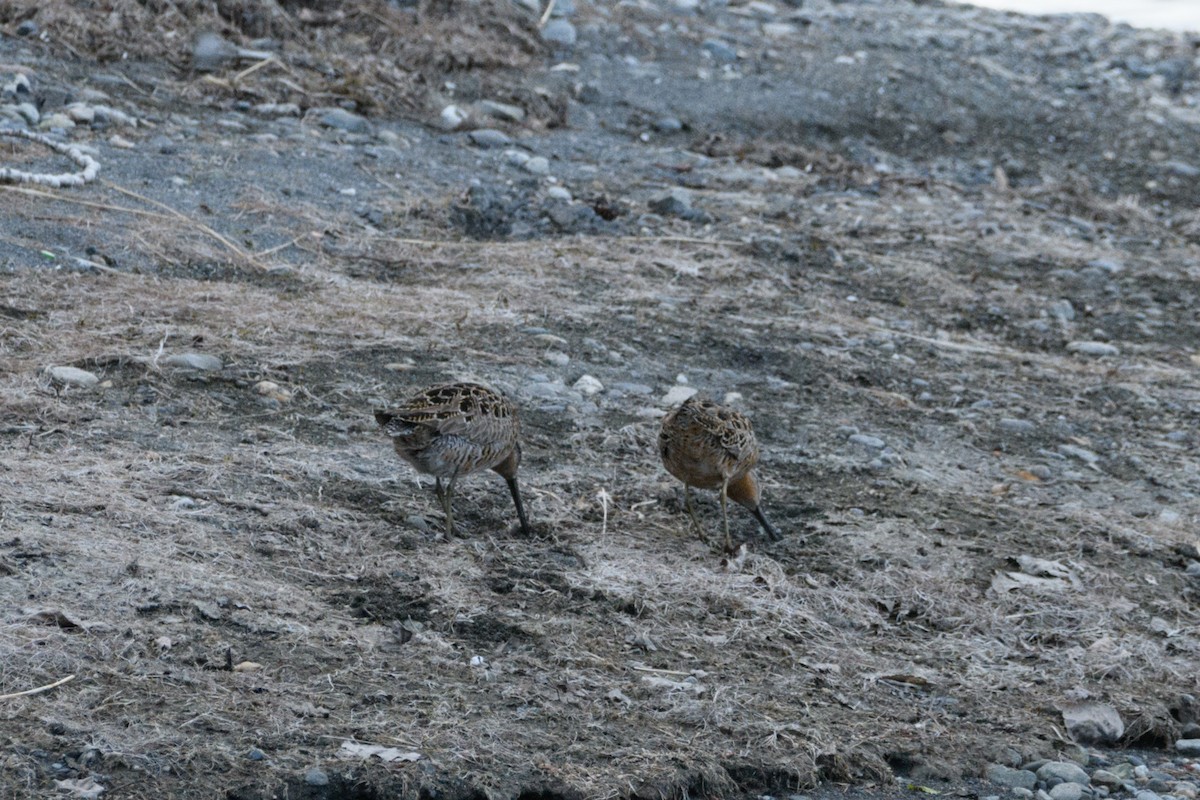 Long-billed Dowitcher - ML635415150