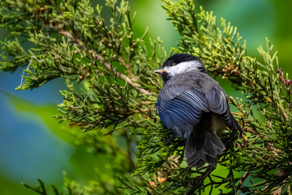 Carolina Chickadee - ML635415179