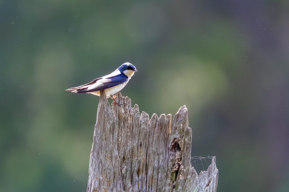 Tree Swallow - ML635415185