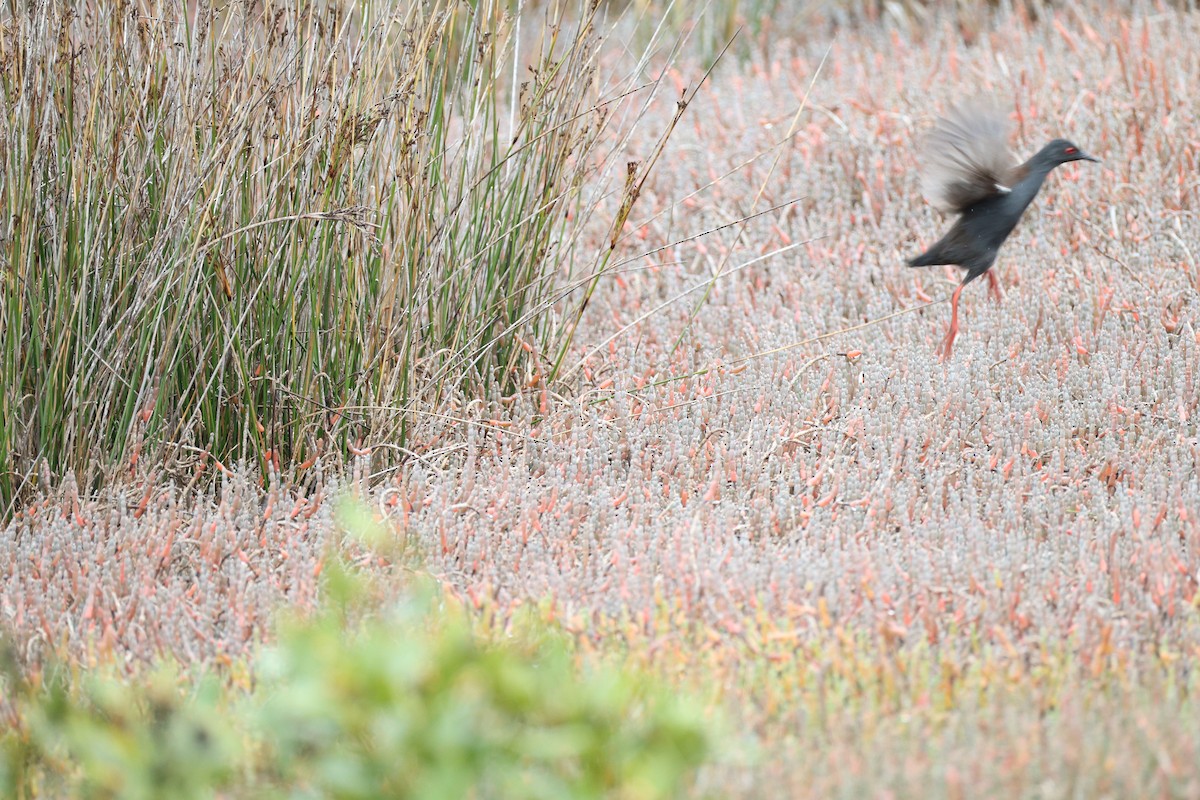 Spotless Crake - ML635415187