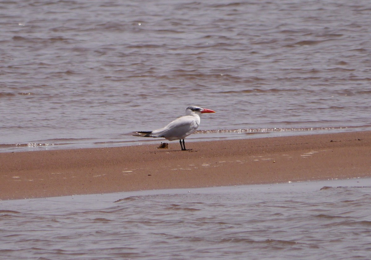 Caspian Tern - ML635415259