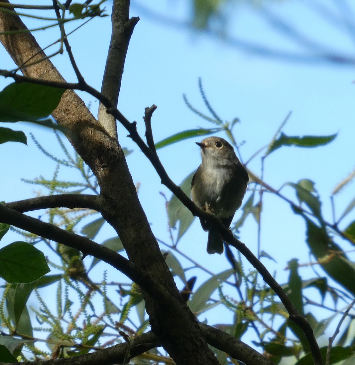 Petroica Rosada - ML635415266