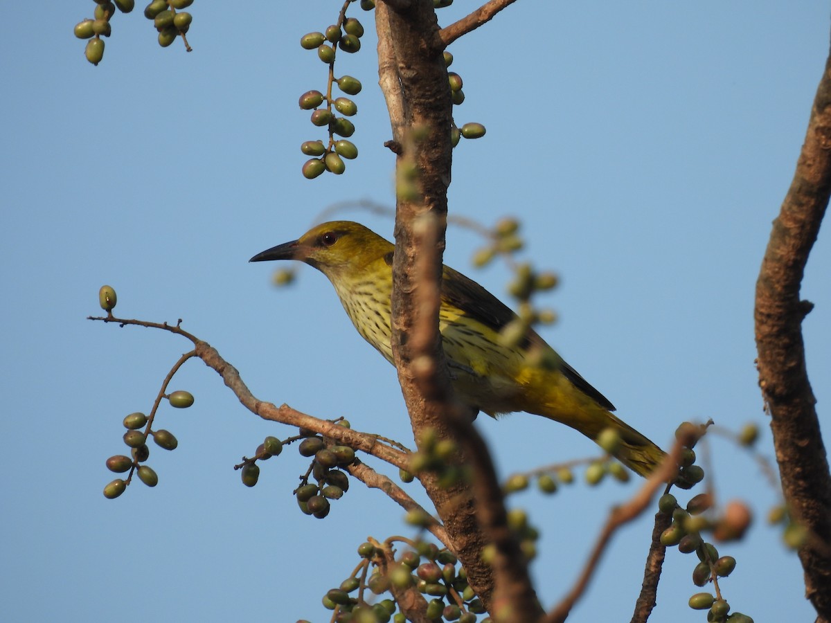 Indian Golden Oriole - ML635415269