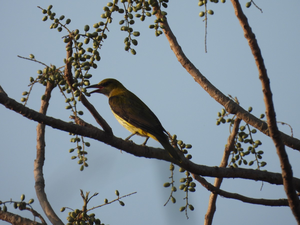Indian Golden Oriole - ML635415270
