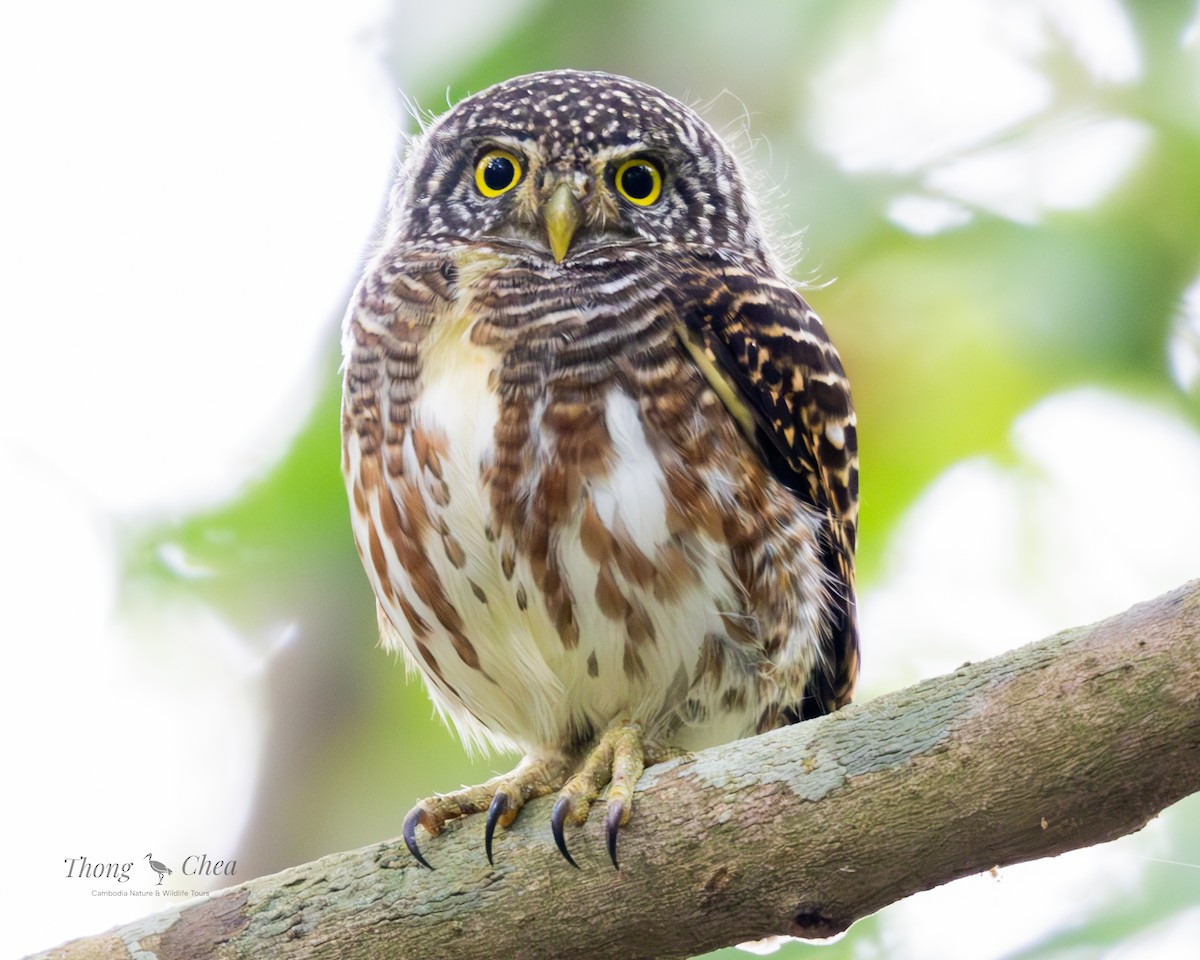 Asian Barred Owlet - ML635415273