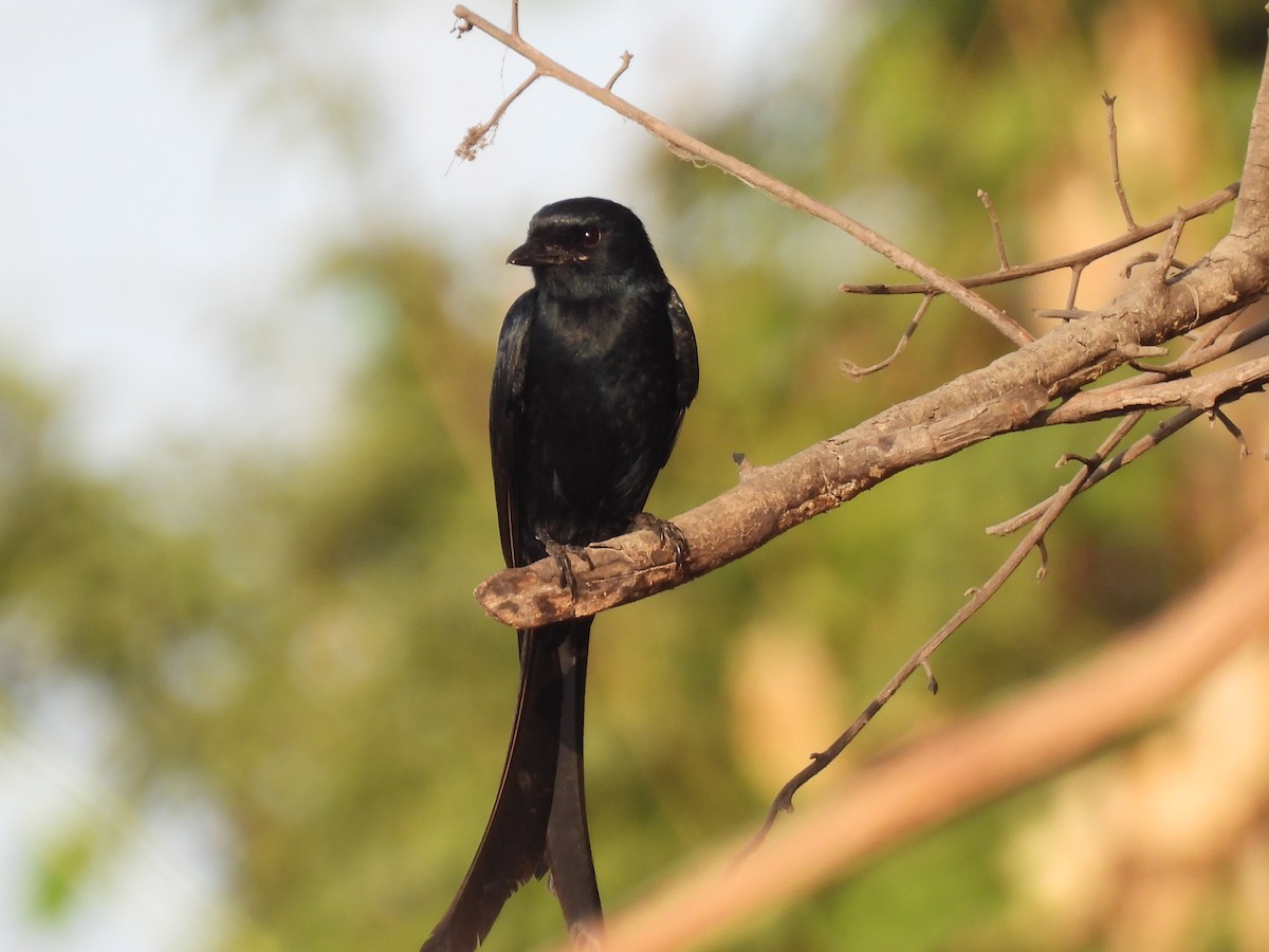 Black Drongo - ML635415278