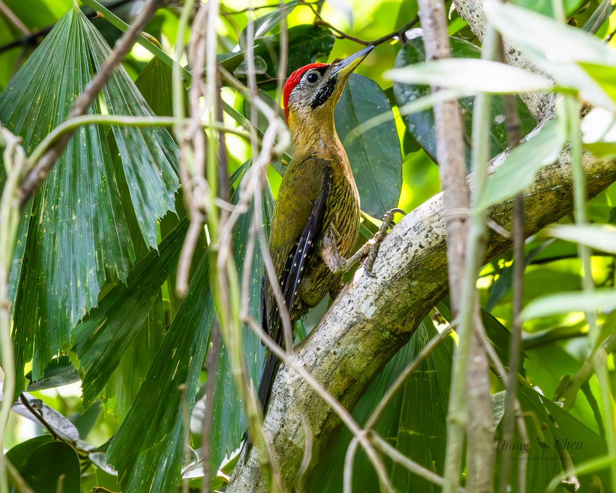 Streak-throated Woodpecker - ML635415285