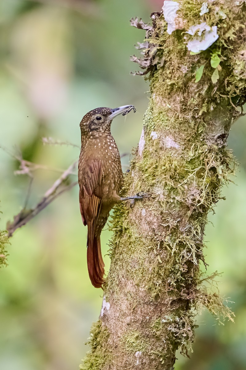 Olive-backed Woodcreeper - ML635415307