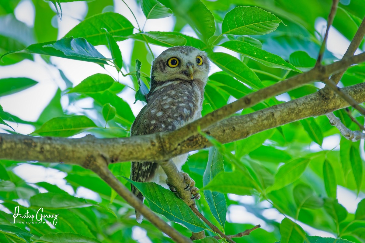 Spotted Owlet - ML635415344