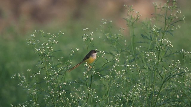 Gray-breasted Prinia - ML635415365