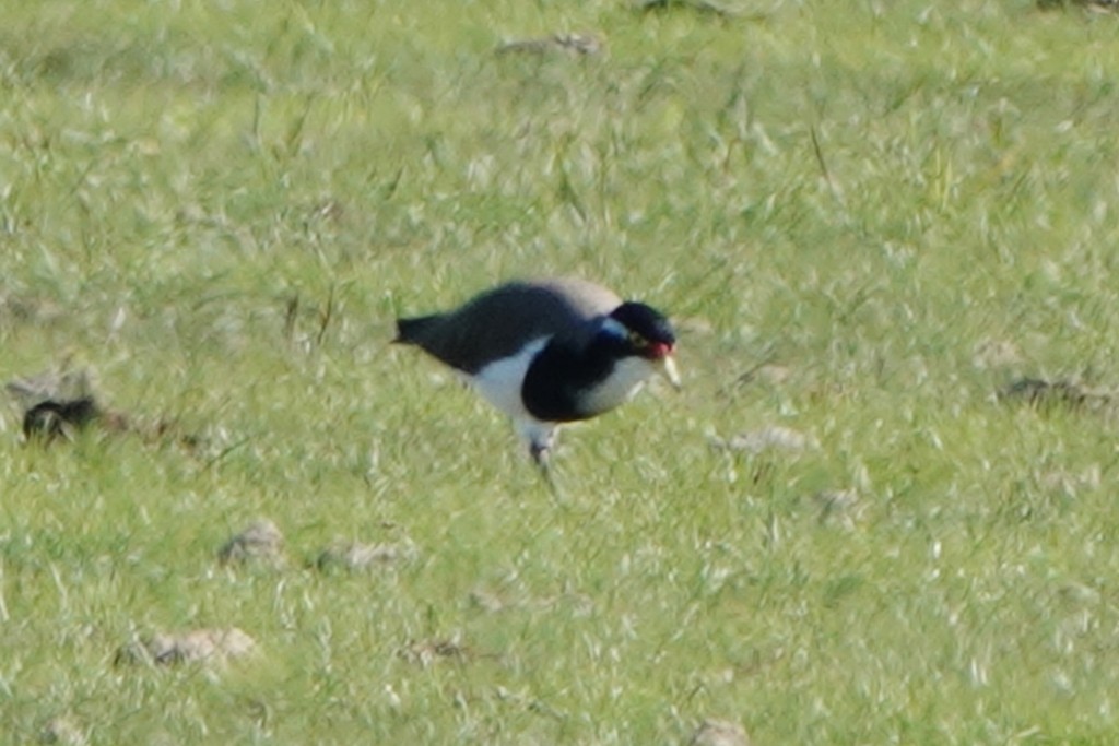 Banded Lapwing - ML635415390