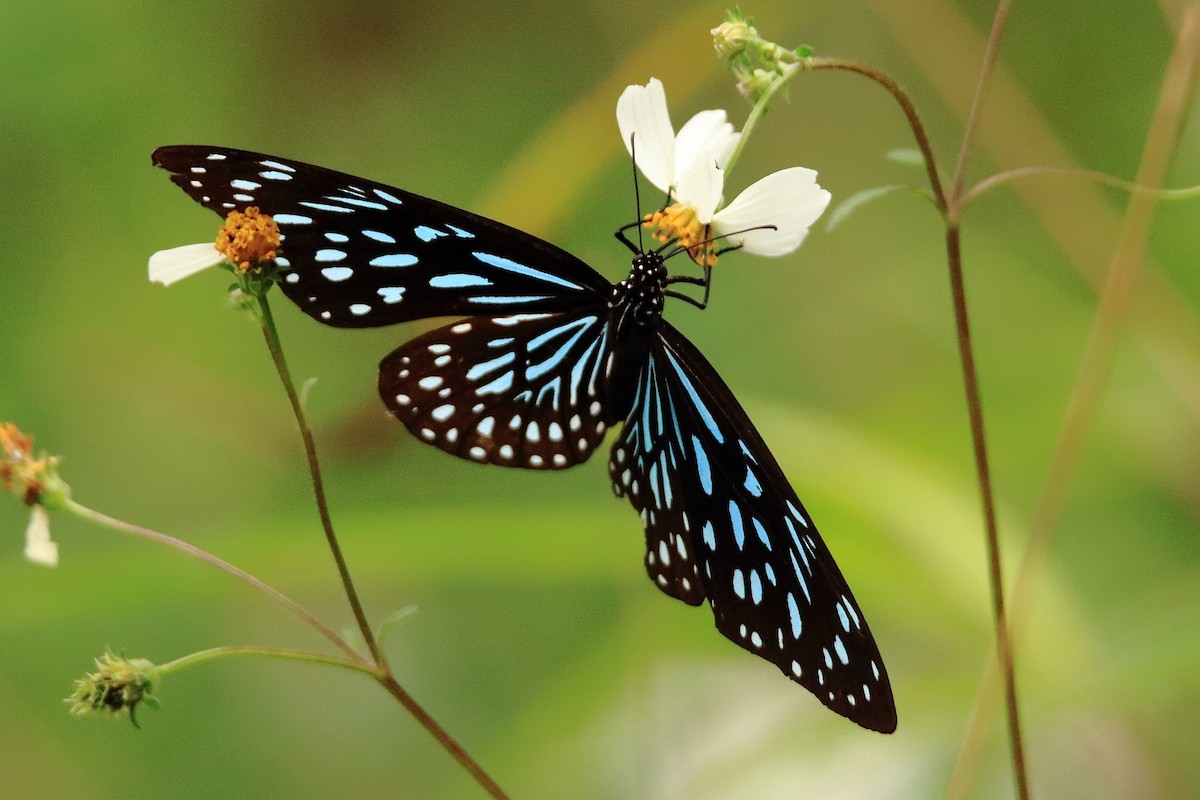 動物界 - ML635415424