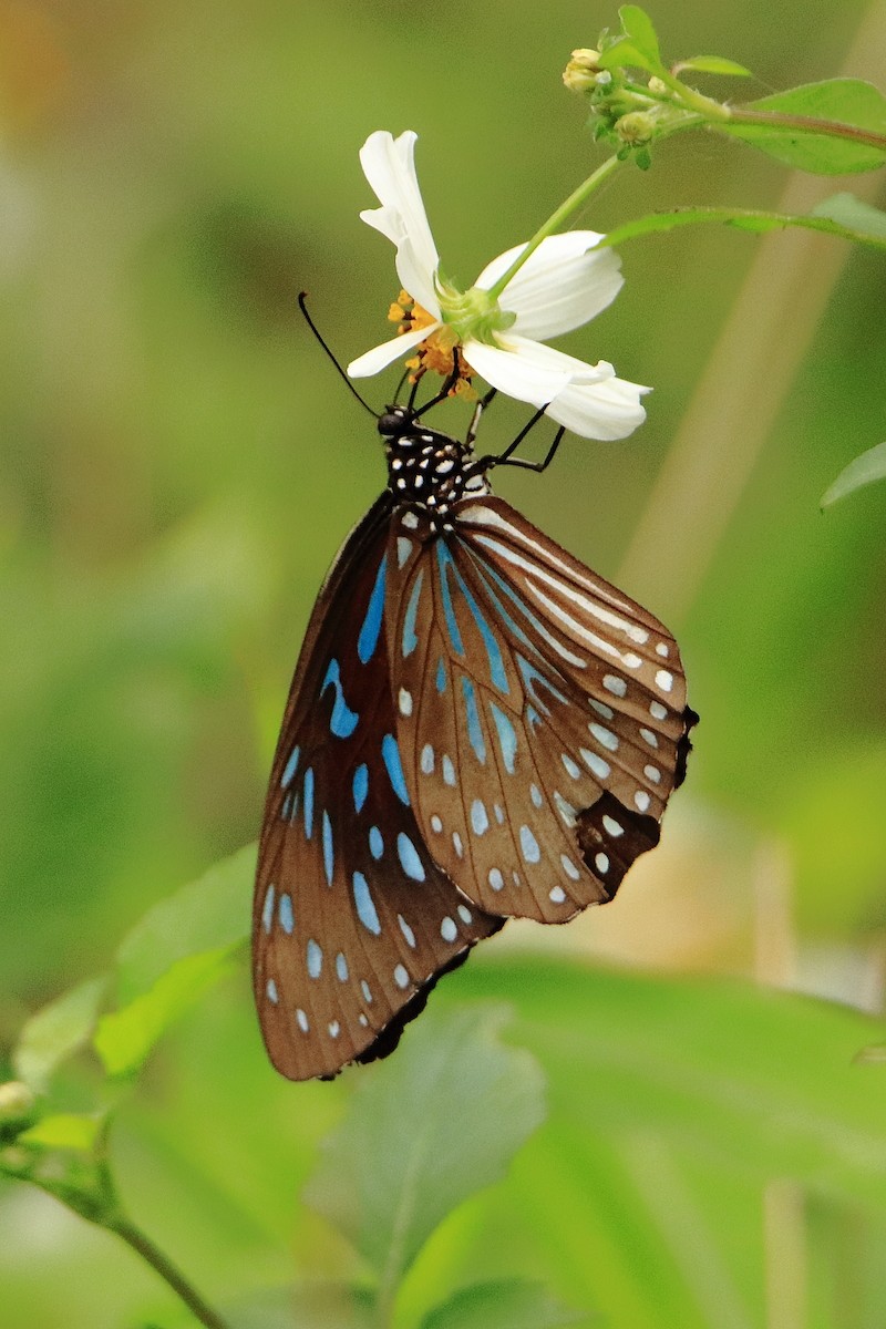 動物界 - ML635415425