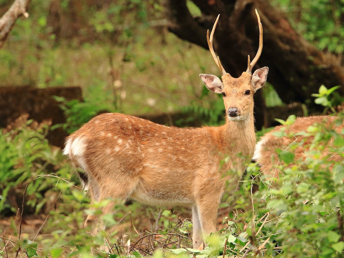 動物界 - ML635415426