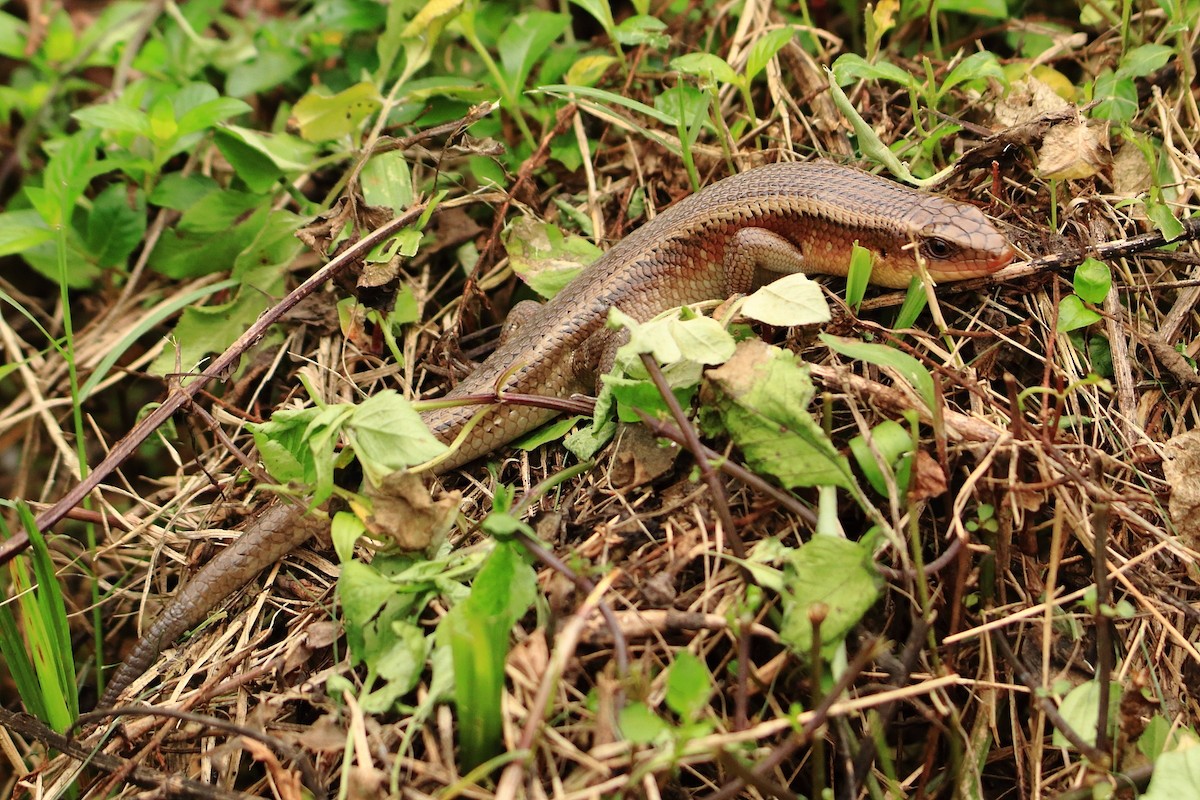 動物界 - ML635415427