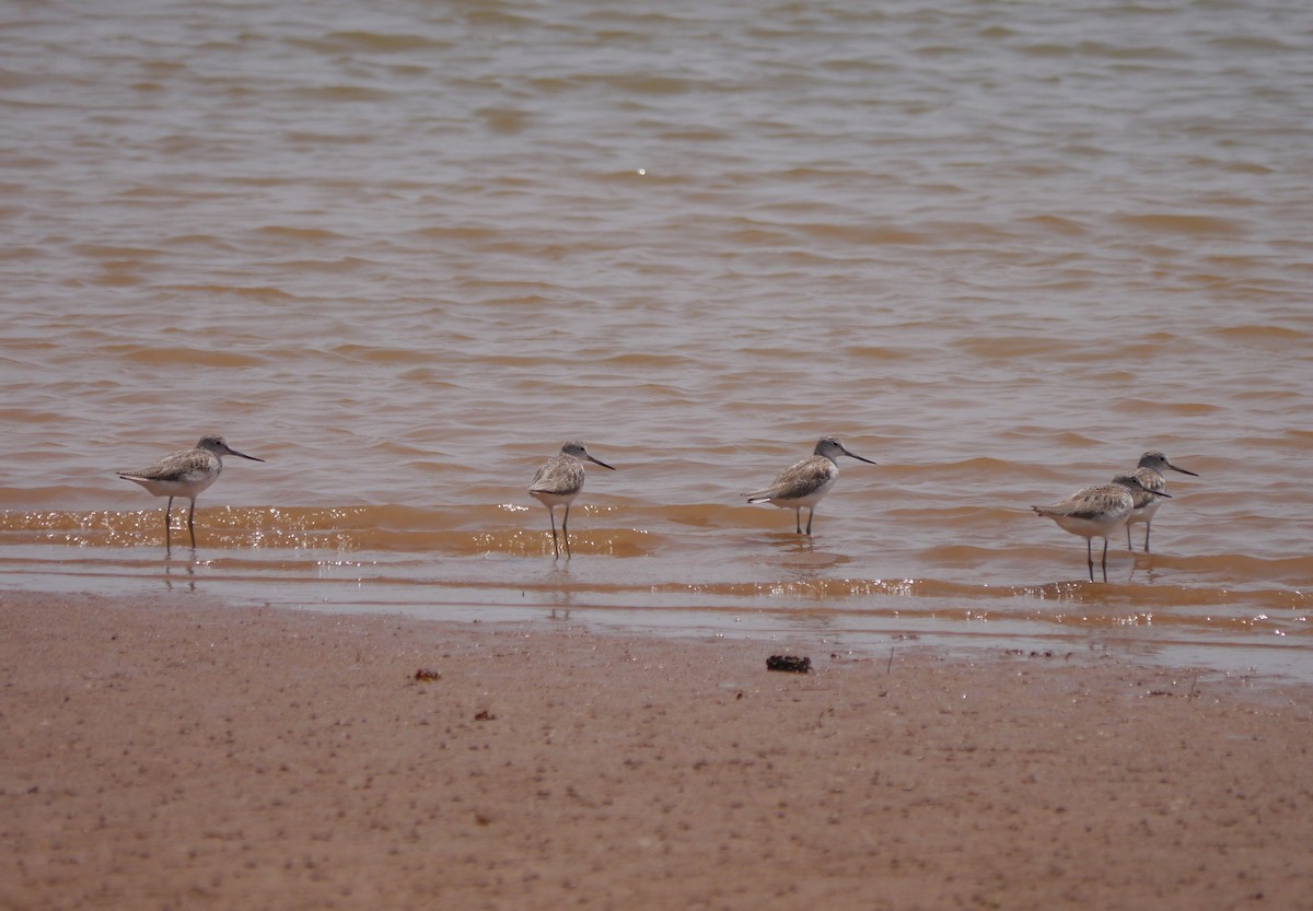 Common Greenshank - ML635415461