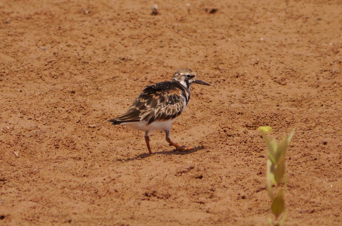 Ruddy Turnstone - ML635415464