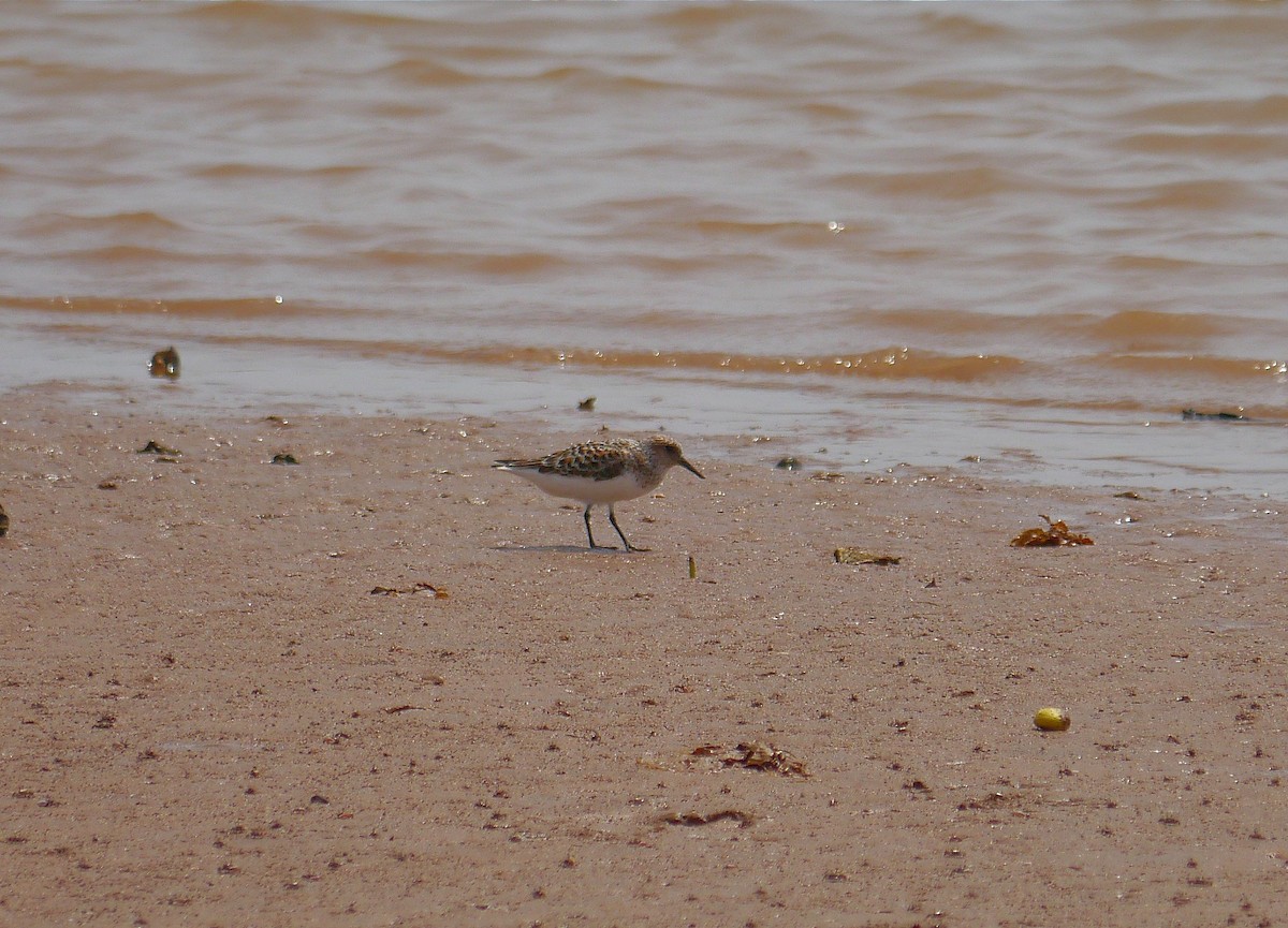 Sanderling - ML635415466